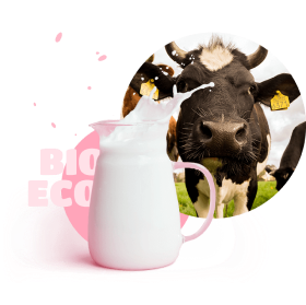  Cow with a jug of milk